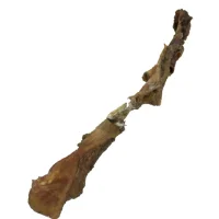 Oksepandelap 60-70 cm - Naturlige hundesnacks
