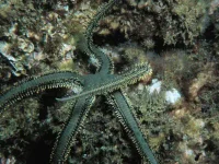 Ophiarachna incrassata (olivengrøn slangesøstjerne)