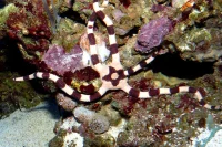 Ophiolepis Superba slangesøstjerne