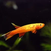 Orange Australe Killi (Aphyosemion australe sp. hjersseni)