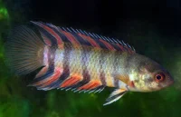 Orange buskfisk (Microctenopoma ansorgii)