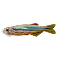 Orange finnet Danio - Danio Kyathit