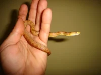 Orange rottesnog (Elaphe obsoleta rossalleni)