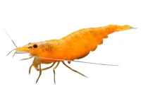 Orange Sakura Reje (Neocaridina davidi variant Orange)