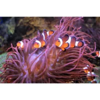 Orangegul klovnfisk (Amphiprion percula)