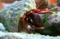 Orangekloet Eremitkrebs (Calcinus tibicen) 2-3 cm