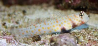 Orangeprikket sandtygger (Valenciennea puellaris)