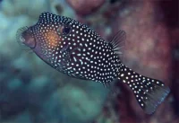 Ostracion Meleagris Male (Hawaii)