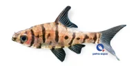 Ottebåndet barbe (Eirmotus octozona)