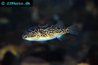 Ottetals Kuglefisk (tetraodon biocellatus)