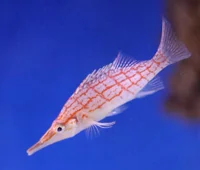 Oxycirrhites Typus