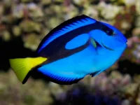 Palet Kirurg (Paracanthurus hepatus) Small - Medium