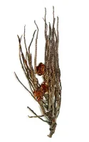 Palme ris Terrarium dekoration