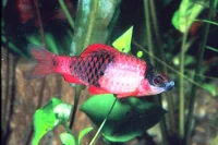 Panda barbe (Barbus melanampyx)