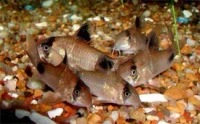 Panda Pansermalle (Corydoras panda)