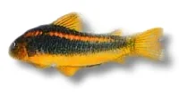 Pansermalle Corydoras aeneus (Peru Gold Strip)