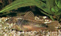Pansermalle Corydoras Aeneus Schultzei