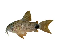 Pansermalle Corydoras caudimaculatus - Fredelig bundfisk med karakter