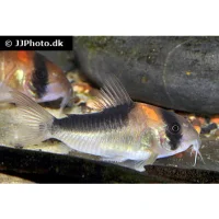 Pansermalle Corydoras Duplicareus