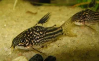 Pansermalle Corydoras Elegans