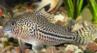 Pansermalle Corydoras Julli Leopard