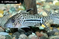 Pansermalle Corydoras Leopardus C-102