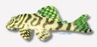 Peckoltia compta (L-134)