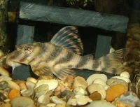 Peckoltia vittata (L-015)