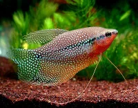 Perle gurami (Trichogaster leeri)