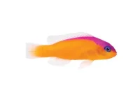 Pictichromis Diadema