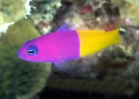 Pictichromis paccagnella