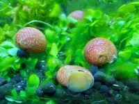 Pink lady snegle (Clithon sowerbianum)