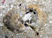 Plakobranchus Ocellata søsnegl