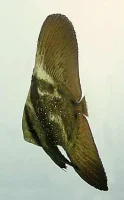 Platax orbicularis 4-6 cm