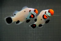 Platin Klovnfisk (Amphiprion ocellaris)