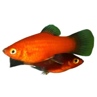 Platy Mix (Xiphophorus maculatus)