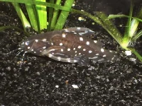 Plettet chokolade malle (Agamyxis albomaculatus)