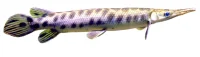 Plettet Pansergedde (Lepisosteus Oculatus) 50-60 cm