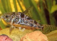 Plettet Pansermalle Corydoras paleatus