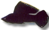 Poecilia Velifera (sort)