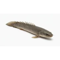 Polypterus Senegalus Senegal Bichir