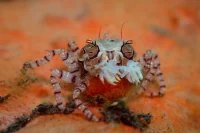 Pom-pom krabbe (Libya sp.)