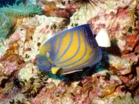 Pomacanthus annularis 5-8 cm ikke udfarvet