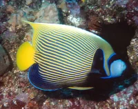 Pomacanthus imperator Voksen
