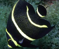 Pomacanthus paru