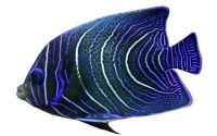 Pomacanthus Semicirculatus Korean Angelfish lille