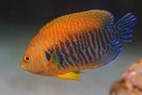 Potter's Dværgkejser (Centropyge potteri)