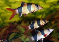 Pragtsmerling (Chromobotia macracanthus)