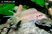 Prinsessen af Burundi (Neolamprologus pulcher)