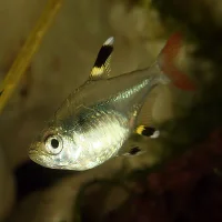 Pristella (Pristella riddlei)